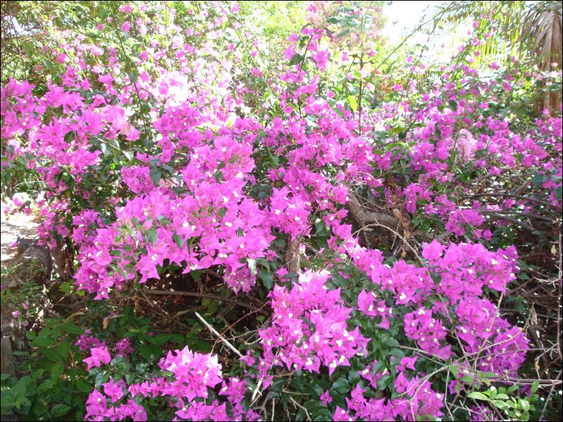 DSC01719_natadola beach resort